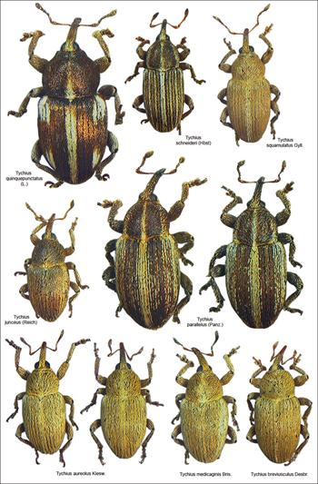 سرخرطومی سیب